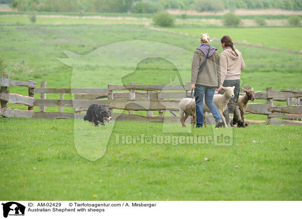 Australian Shepherd htet Schafe / Australian Shepherd with sheeps / AM-02429