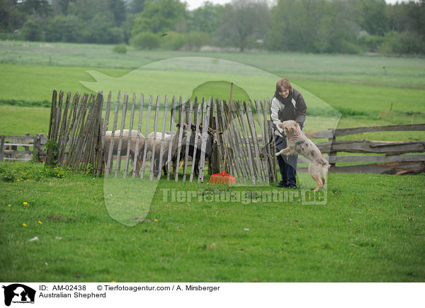 Australian Shepherd / Australian Shepherd / AM-02438