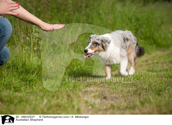 Australian Shepherd soll bleiben / Australian Shepherd / AM-02527