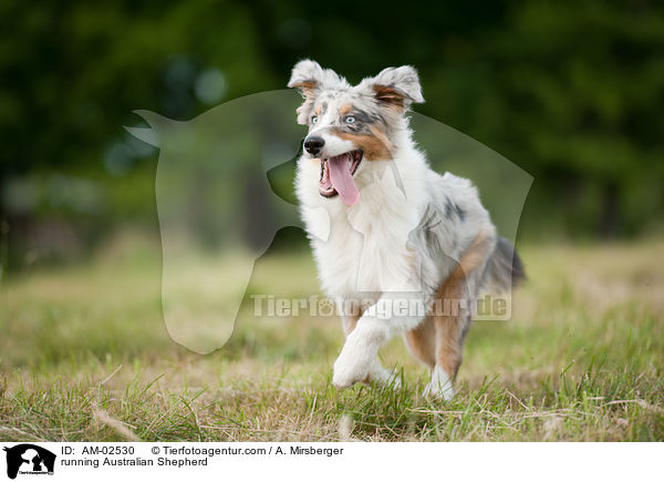 running Australian Shepherd / AM-02530