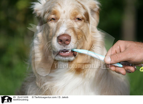 Zhneputzen / teethbrushing / DJ-01406