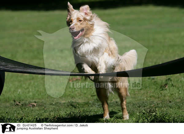 jumping Australian Shepherd / DJ-01425