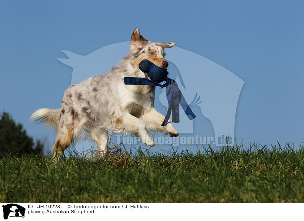 spielender Australian Shepherd / playing Australian Shepherd / JH-10228