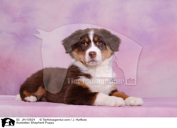 Australian Shepherd Welpe / Australian Shepherd Puppy / JH-10924