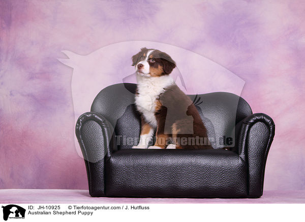 Australian Shepherd Welpe / Australian Shepherd Puppy / JH-10925