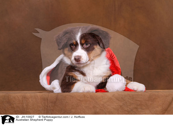 Australian Shepherd Welpe / Australian Shepherd Puppy / JH-10927