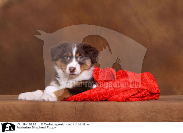 Australian Shepherd Welpe / Australian Shepherd Puppy / JH-10928