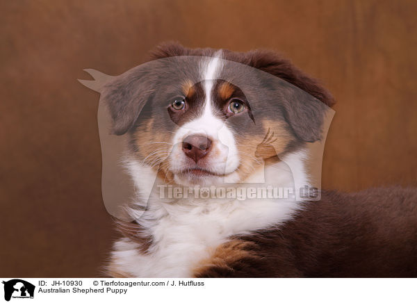 Australian Shepherd Welpe / Australian Shepherd Puppy / JH-10930