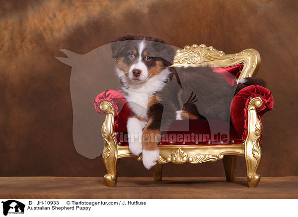 Australian Shepherd Welpe / Australian Shepherd Puppy / JH-10933