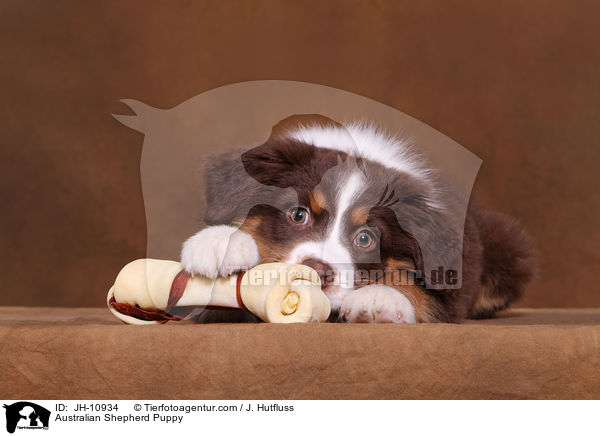 Australian Shepherd Welpe / Australian Shepherd Puppy / JH-10934