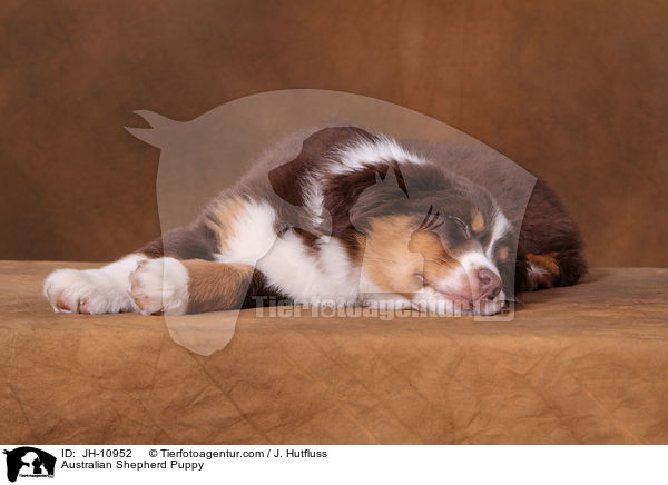 Australian Shepherd Welpe / Australian Shepherd Puppy / JH-10952