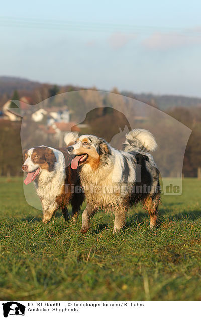 Australian Shepherds / KL-05509