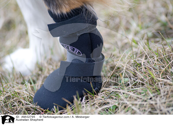 Australian Shepherd / AM-02795