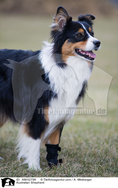 Australian Shepherd / Australian Shepherd / AM-02796