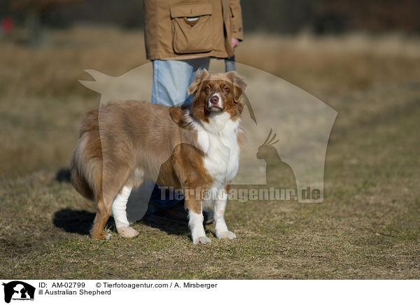 ill Australian Shepherd / AM-02799