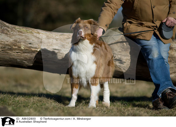 ill Australian Shepherd / AM-02800