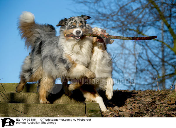 playing Australian Shepherds / AM-03186