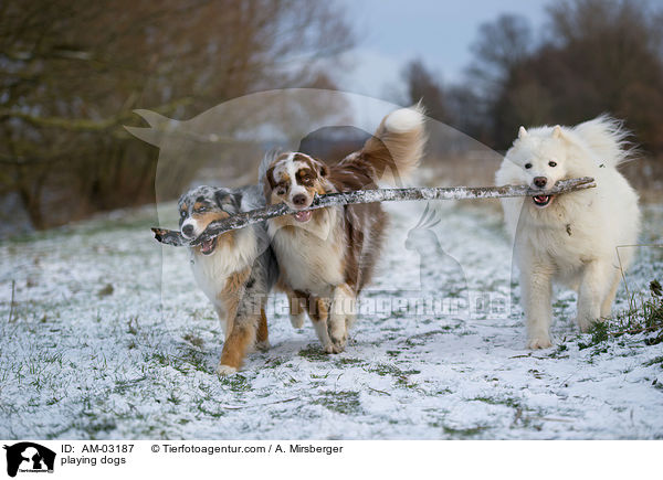 playing dogs / AM-03187