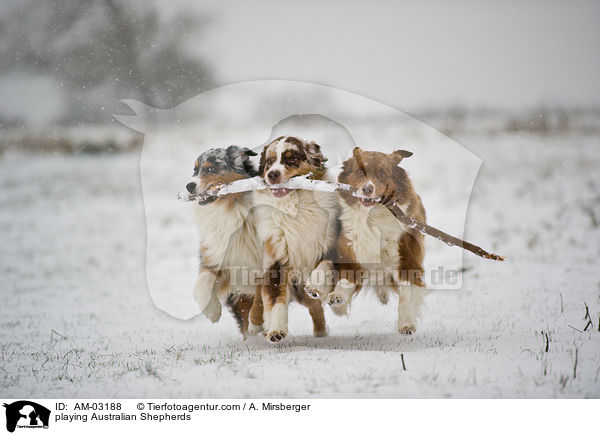 playing Australian Shepherds / AM-03188
