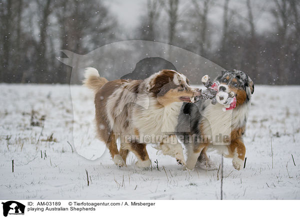 playing Australian Shepherds / AM-03189