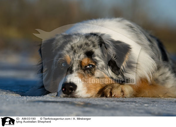 liegender Australian Shepherd / lying Australian Shepherd / AM-03190