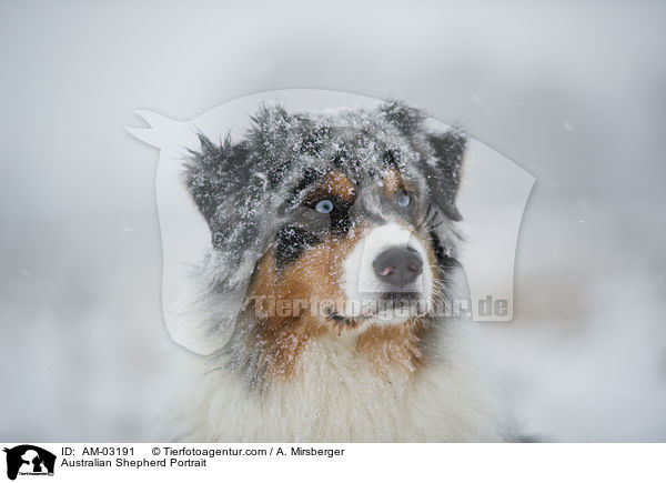 Australian Shepherd Portrait / Australian Shepherd Portrait / AM-03191