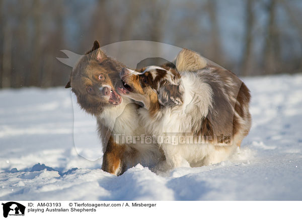 playing Australian Shepherds / AM-03193
