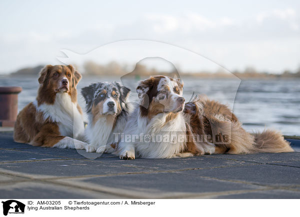 liegende Australian Shepherds / lying Australian Shepherds / AM-03205