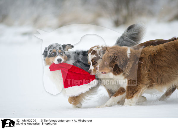 spielende Australian Shepherds / playing Australian Shepherds / AM-03209
