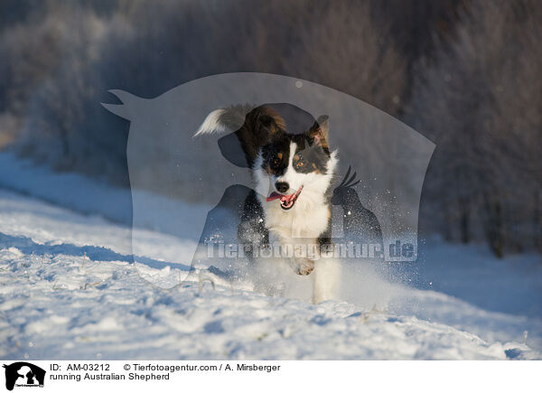 rennender Australian Shepherd / running Australian Shepherd / AM-03212