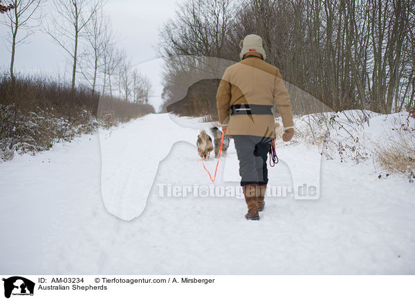 Australian Shepherds / AM-03234