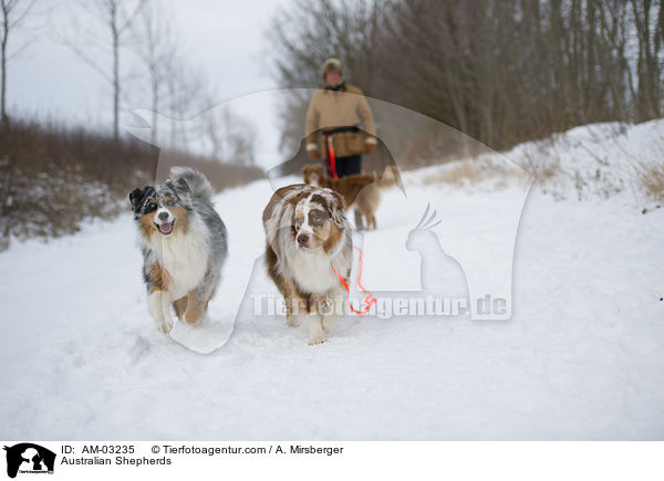 Australian Shepherds / AM-03235
