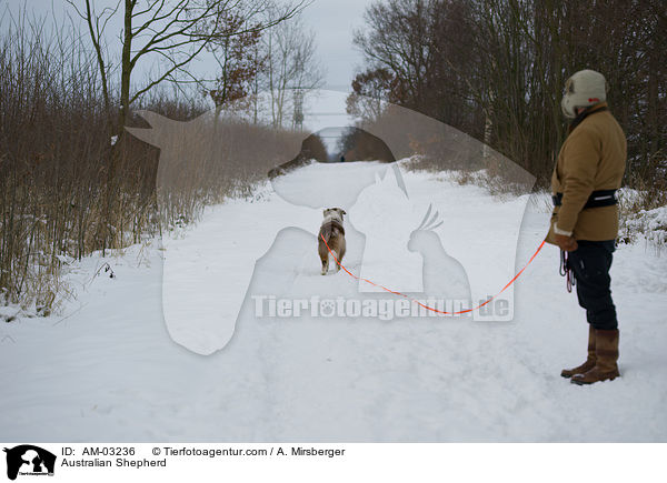 Australian Shepherd / AM-03236