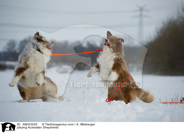 playing Australian Shepherds / AM-03240