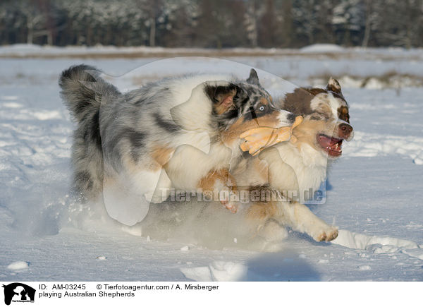 playing Australian Shepherds / AM-03245