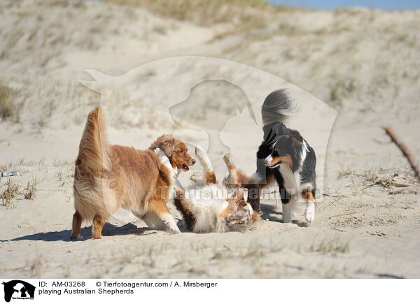 spielende Australian Shepherds / playing Australian Shepherds / AM-03268