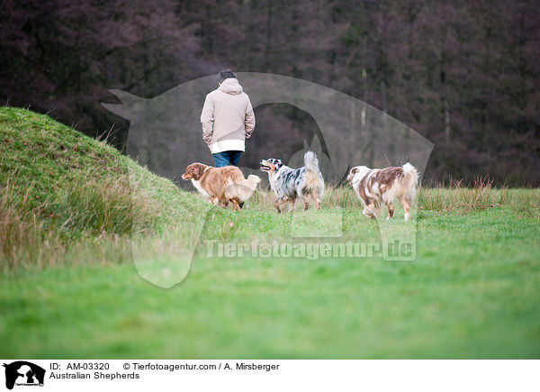 Australian Shepherds / AM-03320