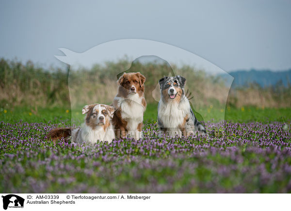 Australian Shepherds / Australian Shepherds / AM-03339