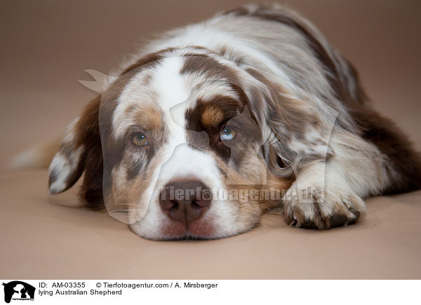 liegender Australian Shepherd / lying Australian Shepherd / AM-03355