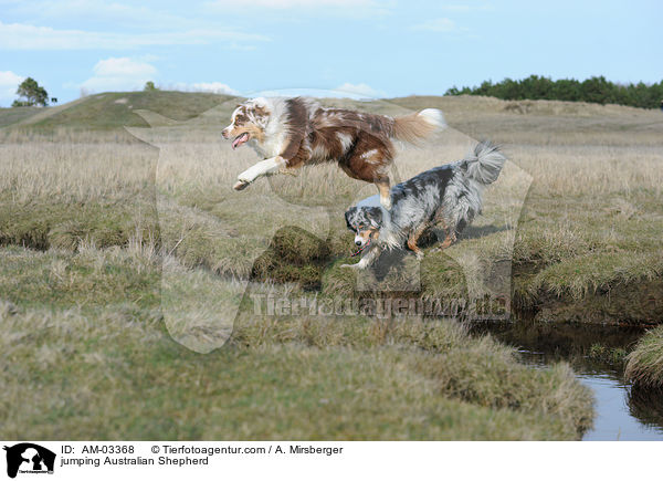 springender Australian Shepherd / jumping Australian Shepherd / AM-03368