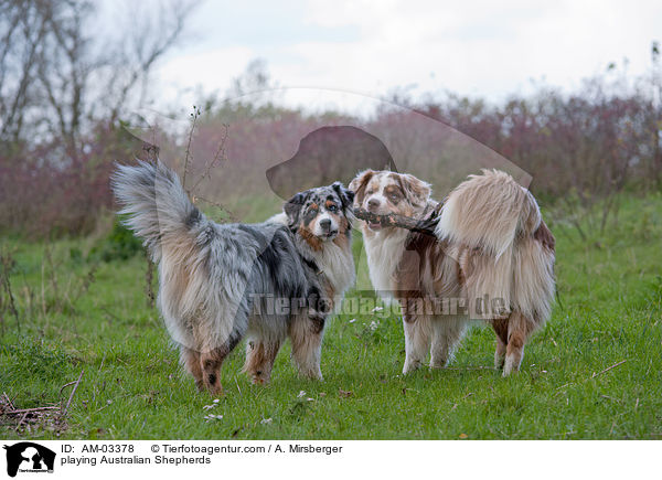 playing Australian Shepherds / AM-03378