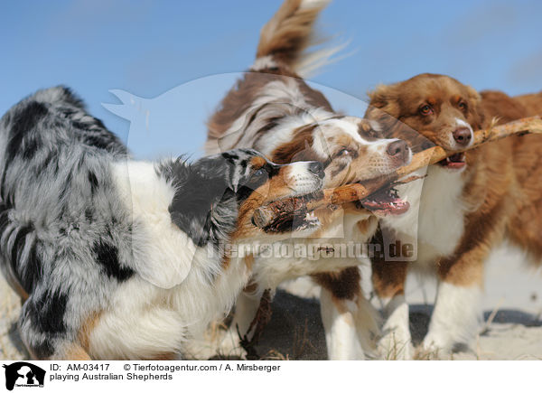 spielende Australian Shepherds / playing Australian Shepherds / AM-03417