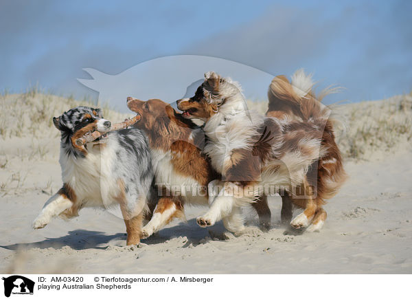 playing Australian Shepherds / AM-03420