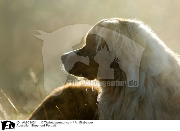 Australian Shepherd Portrait / Australian Shepherd Portrait / AM-03421