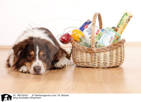 liegender Australian Shepherd / lying Australian Shepherd / RR-35451