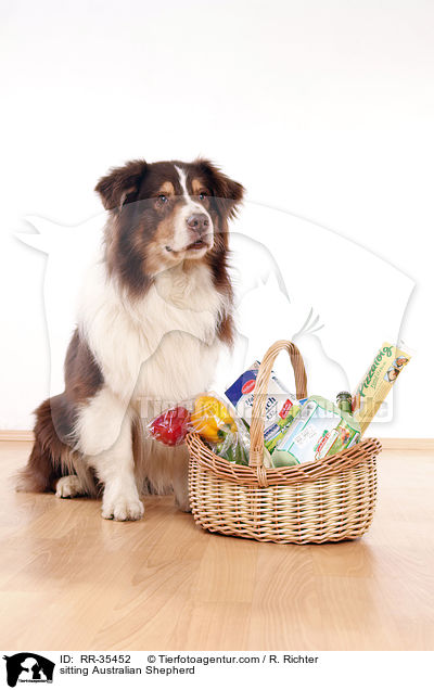 sitzender Australian Shepherd / sitting Australian Shepherd / RR-35452