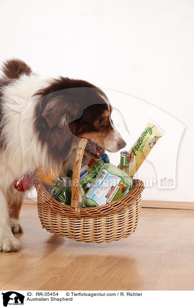 Australian Shepherd / Australian Shepherd / RR-35454