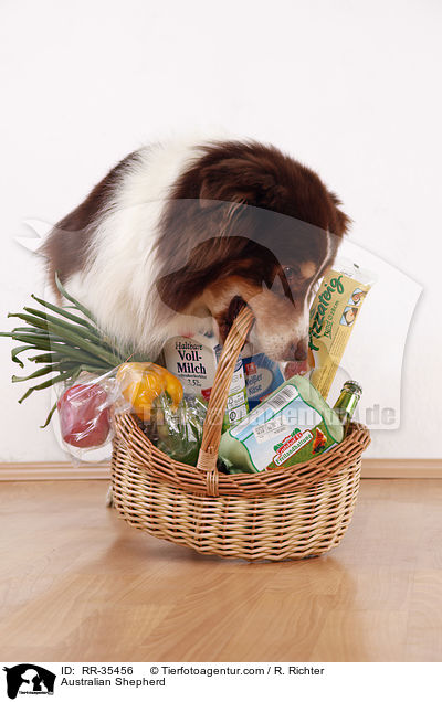 Australian Shepherd / Australian Shepherd / RR-35456
