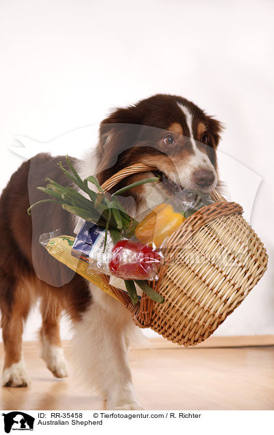 Australian Shepherd / Australian Shepherd / RR-35458