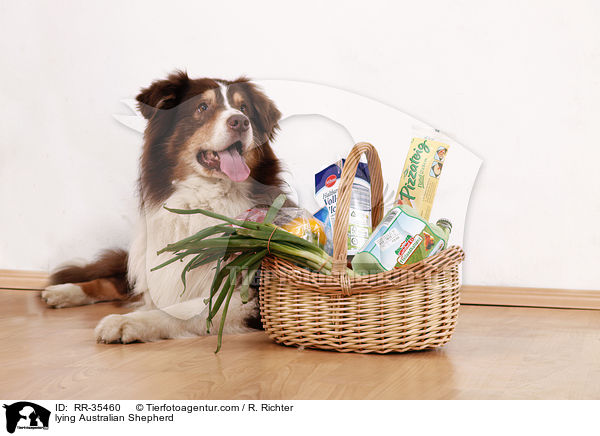 liegender Australian Shepherd / lying Australian Shepherd / RR-35460
